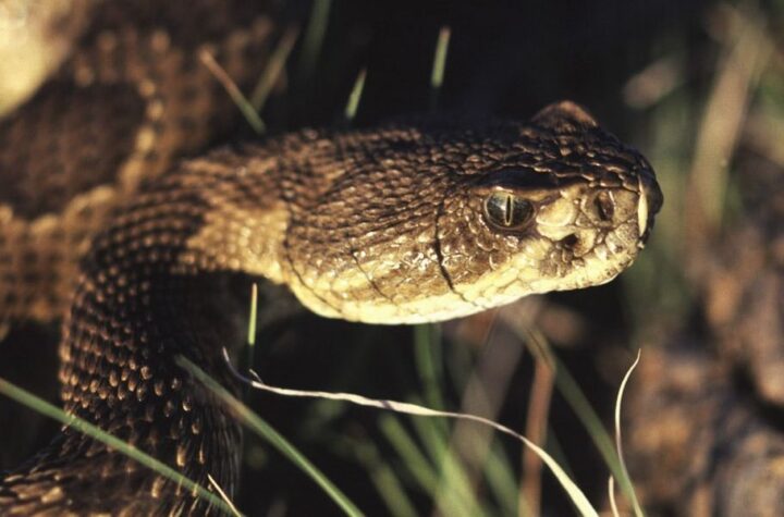 Rattlesnake Alert 5 Kentucky Locations Where You’re Likely to Encounter One