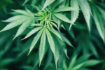 2025 Update: Why Utah Continues to Reject Medical and Recreational Marijuana