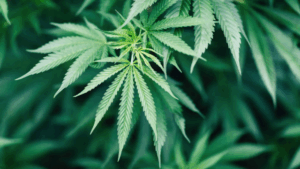 2025 Update: Why Utah Continues to Reject Medical and Recreational Marijuana
