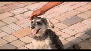 Authorities Search for Woman Who Left Hurt Dog in Trash Bag in New Jersey