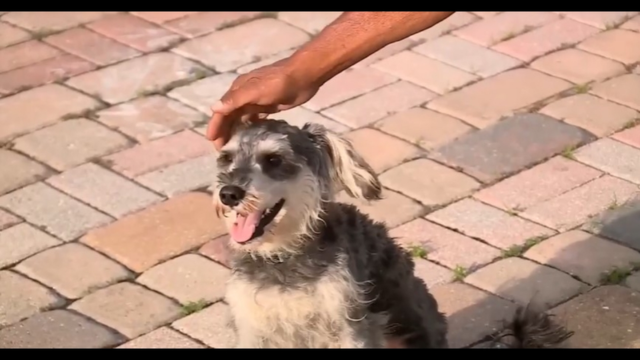 Authorities Search for Woman Who Left Hurt Dog in Trash Bag in New Jersey