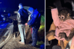 California Traffic Stop Leads to Another Spider Monkey Rescue by Police