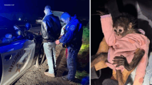 California Traffic Stop Leads to Another Spider Monkey Rescue by Police