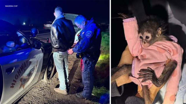 California Traffic Stop Leads to Another Spider Monkey Rescue by Police