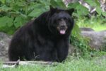 Florida’s First Fatal Black Bear Attack Claims 89-Year-Old Man, Officials Confirm