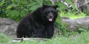 Florida’s First Fatal Black Bear Attack Claims 89-Year-Old Man, Officials Confirm