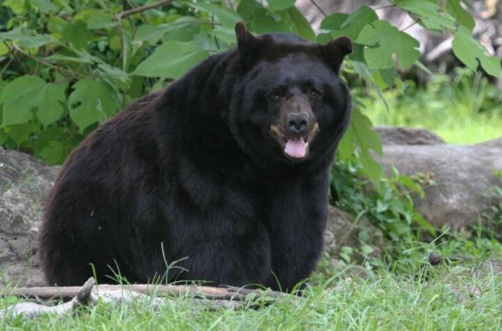 Florida’s First Fatal Black Bear Attack Claims 89-Year-Old Man, Officials Confirm