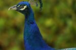 Police Fatally Shoot Violent Peacock After Responding to Service Call
