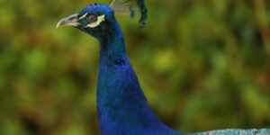 Police Fatally Shoot Violent Peacock After Responding to Service Call