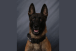Police K-9 Attacks Off-Duty Officer in Greenfield After Getting Loose