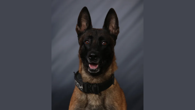Police K-9 Attacks Off-Duty Officer in Greenfield After Getting Loose