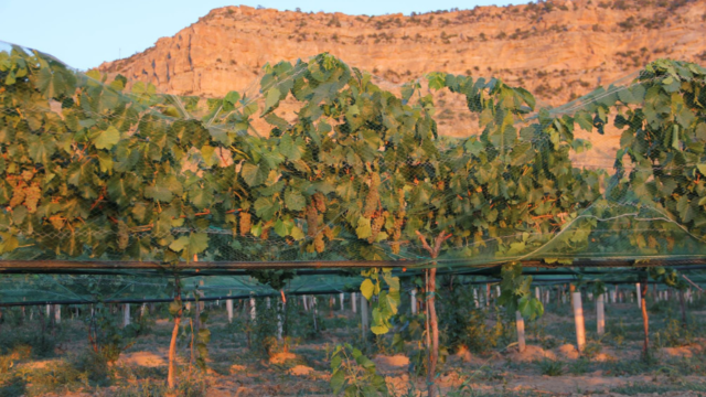 Sip Your Way Through New Mexico’s Best Wineries