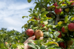Is It Legal to Take Fruit or Flowers from a Neighbor’s Garden?