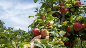 Is It Legal to Take Fruit or Flowers from a Neighbor’s Garden?