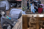Authorities Rescue 50+ Cats From Hoarding Crisis in Long Island Home