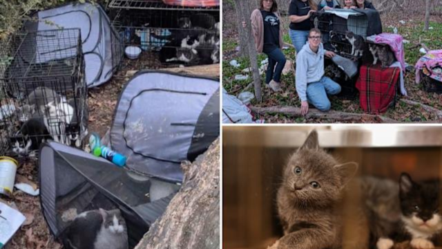 Authorities Rescue 50+ Cats From Hoarding Crisis in Long Island Home