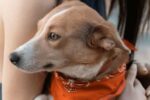 Animal Shelters in Cape Coral, FL — Hours, Locations & Adoption Info