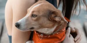 Animal Shelters in Cape Coral, FL — Hours, Locations & Adoption Info