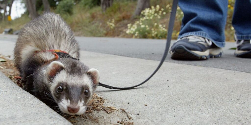 Are Ferrets Illegal in California? What to Know in 2025
