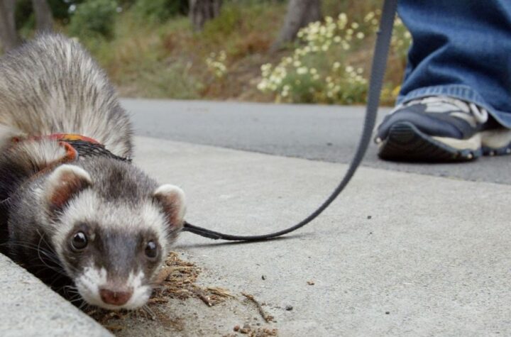 Are Ferrets Illegal in California? What to Know in 2025