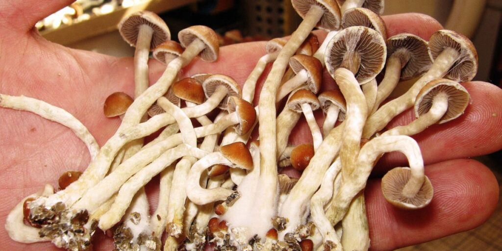 Are Magic Mushrooms Legal in California A 2025 Update