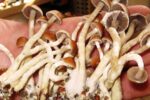 Are Magic Mushrooms Legal in California A 2025 Update