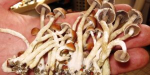Are Magic Mushrooms Legal in California A 2025 Update