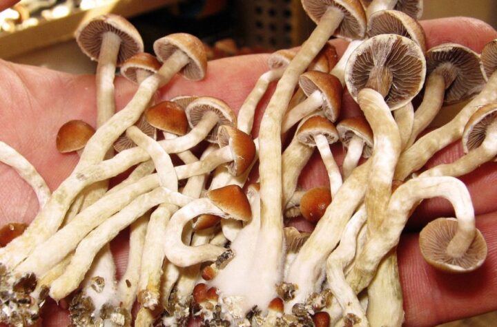 Are Magic Mushrooms Legal in California A 2025 Update