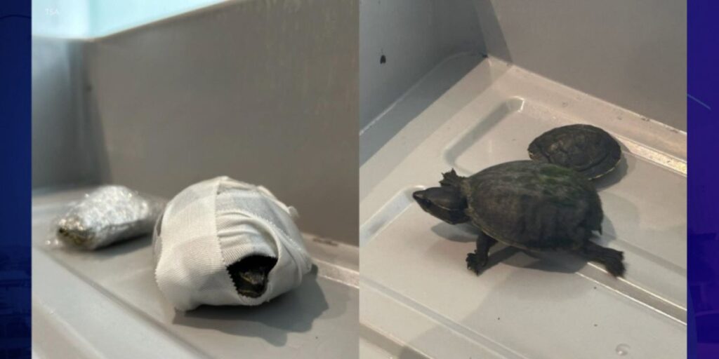 Florida Woman Caught Smuggling Turtles in Bra at TSA Checkpoint