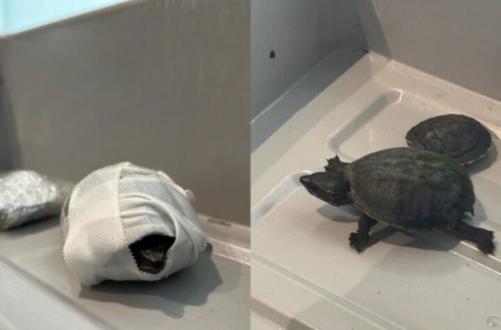 Florida Woman Caught Smuggling Turtles in Bra at TSA Checkpoint
