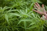 Is Marijuana Legal in Arizona Here’s What You Need to Know