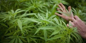 Is Marijuana Legal in Arizona Here’s What You Need to Know