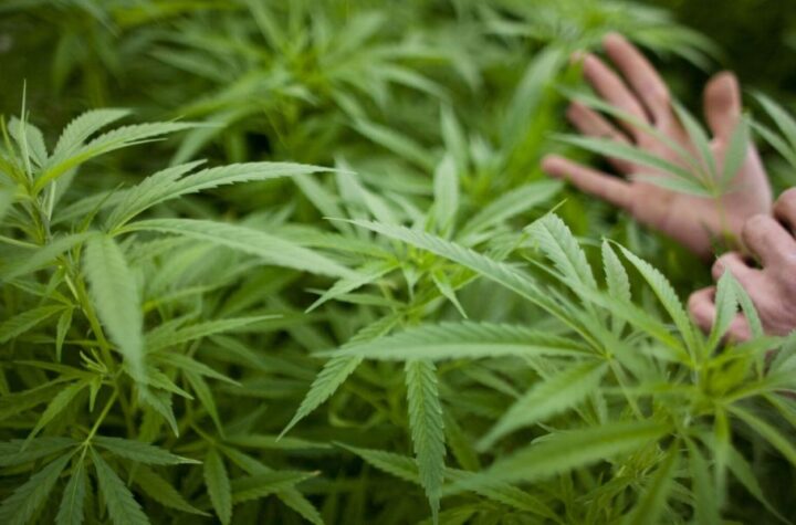 Is Marijuana Legal in Arizona Here’s What You Need to Know