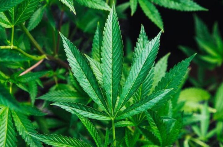 Is Marijuana Legal in Delaware in 2025 Full Breakdown of Current Laws