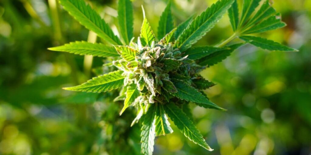 Is Marijuana Legal in Maine in 2025 Full Breakdown of Current Laws