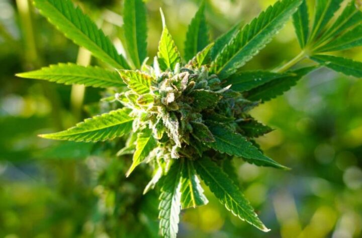 Is Marijuana Legal in Maine in 2025 Full Breakdown of Current Laws
