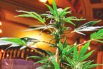 Is Marijuana Legal in Montana Here’s What You Need to Know
