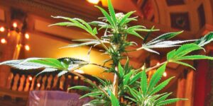 Is Marijuana Legal in Montana Here’s What You Need to Know