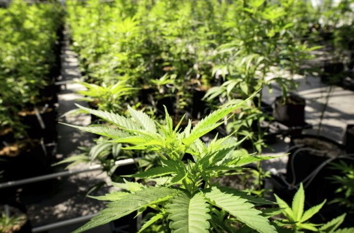 Is Marijuana Legal in Utah Here’s What You Need to Know
