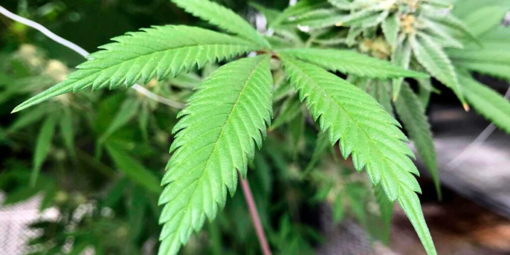 Is Marijuana Legal in Virginia Here’s What You Need to Know