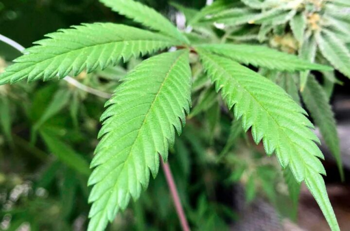 Is Marijuana Legal in Virginia Here’s What You Need to Know