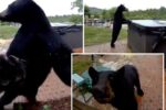 Polite Black Bear Rings Doorbell, Surprises New Hampshire Homeowners Before Hot Tub Dip