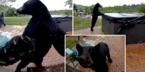Polite Black Bear Rings Doorbell, Surprises New Hampshire Homeowners Before Hot Tub Dip