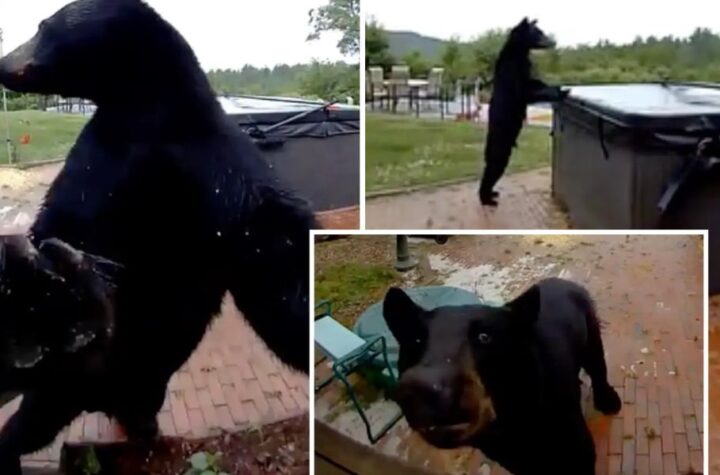 Polite Black Bear Rings Doorbell, Surprises New Hampshire Homeowners Before Hot Tub Dip