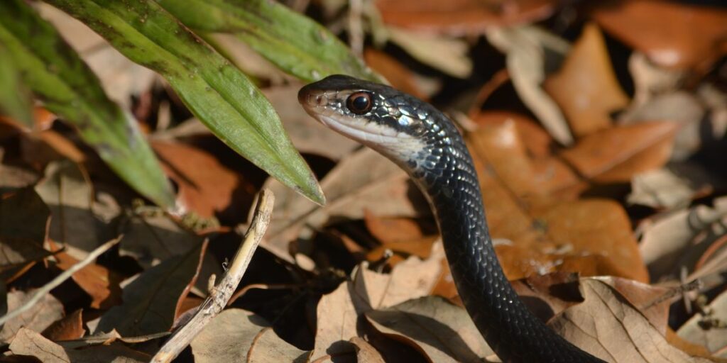 Spotting Black Snakes in Florida Here's Why They're Beneficial