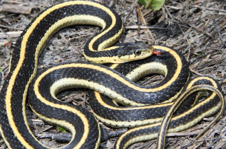 Spotting Black Snakes in Nevada Here's Why They're Beneficial