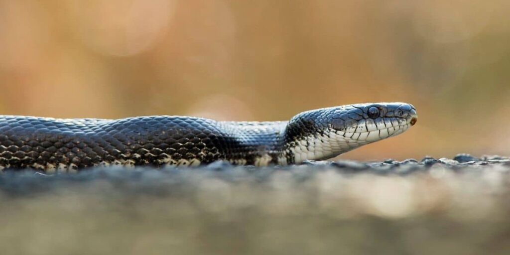 Spotting Black Snakes in Texas Here's Why They're Beneficial