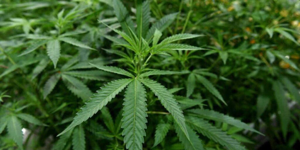 Is Marijuana Legal in Ohio? Here’s What You Need to Know