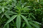Is Marijuana Legal in Ohio? Here’s What You Need to Know