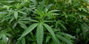 Is Marijuana Legal in Ohio? Here’s What You Need to Know